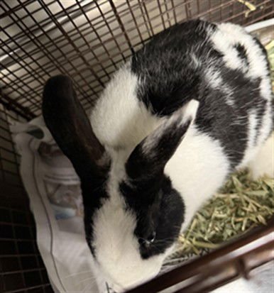 OREO - Shorthaired Rabbit available for adoption