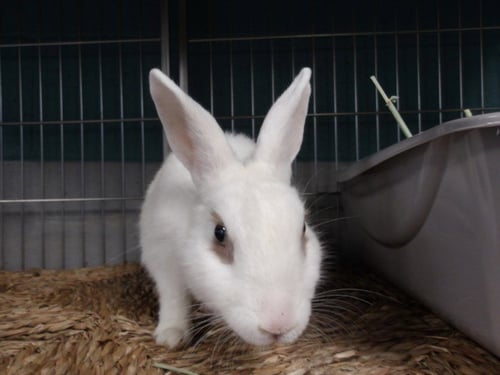 SANDRA - New Zealand available for adoption