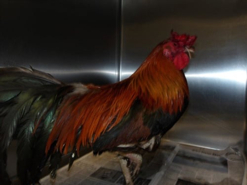 BENNY - Chicken available for adoption