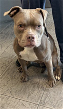 BRUIN - Pit Bull Terrier available for adoption