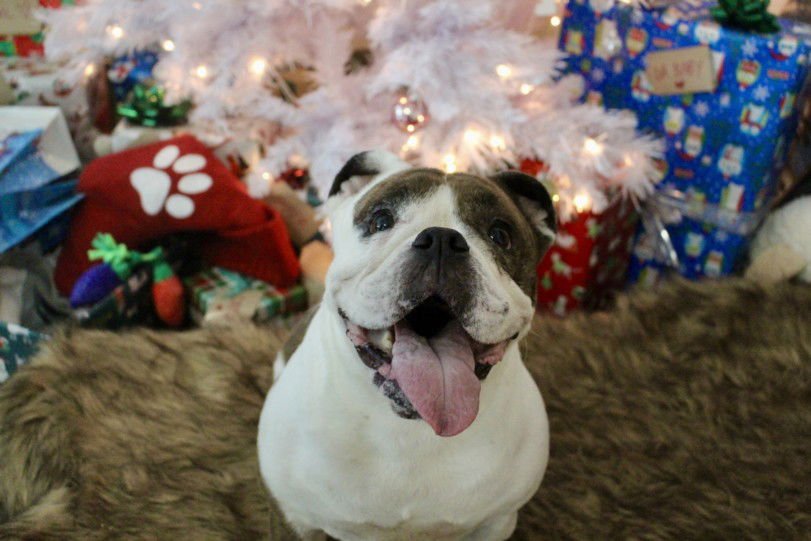 STELLA - English Bulldog available for adoption