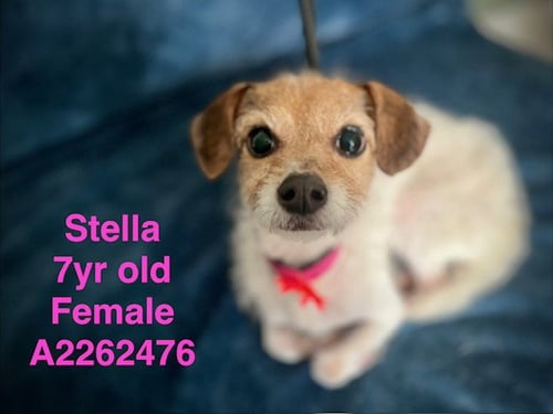 STELLA - Jack Russell Terrier (Parson Russell Terrier) available for adoption