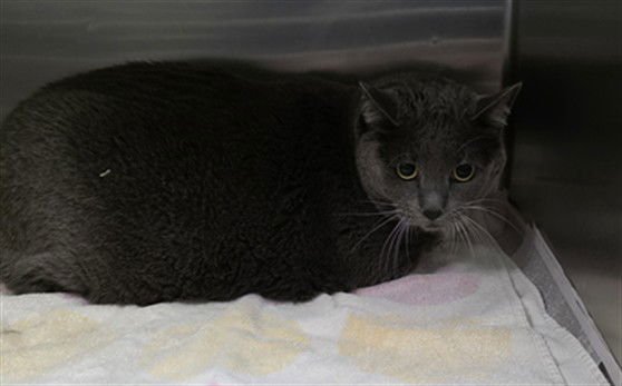 BLUE - Domestic Short Hair available for adoption