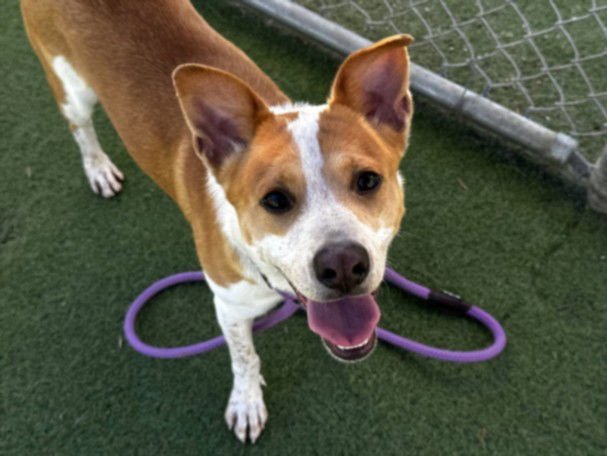BINDI - Australian Cattle Dog/Blue Heeler available for adoption