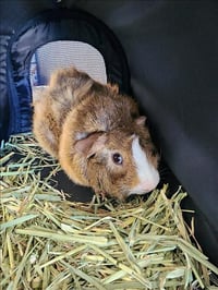 CHABU - Photo 1