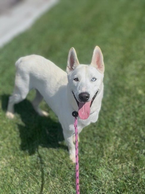 SNOW - Siberian Husky available for adoption