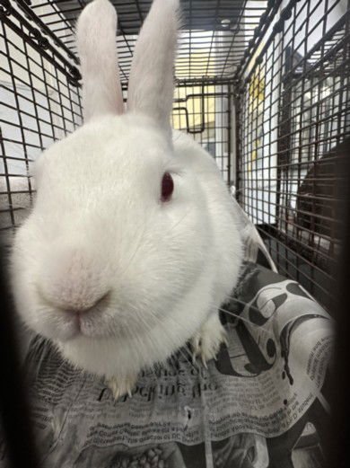 MARSHMELLOW - American available for adoption