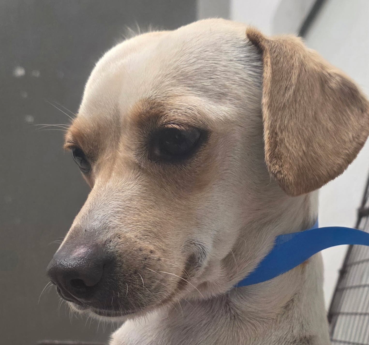 LUNA - Chihuahua available for adoption