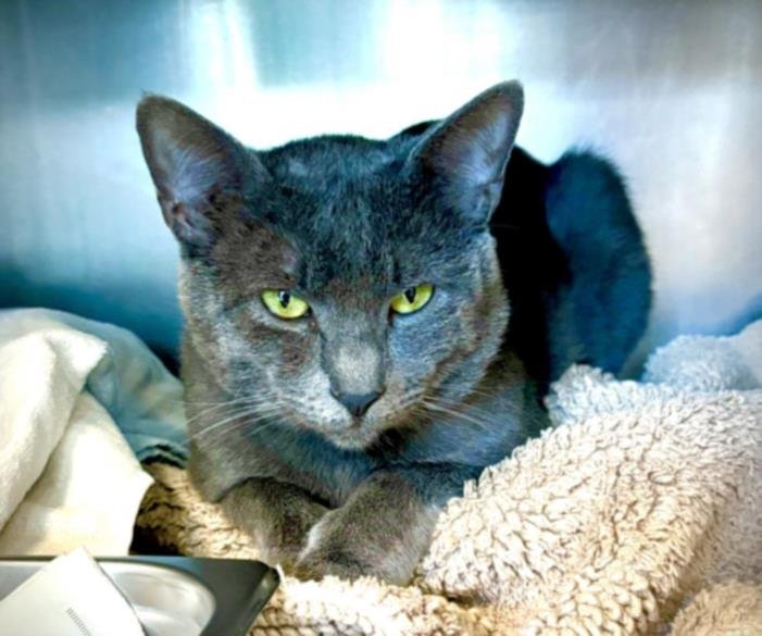 JINGA - Domestic Short Hair available for adoption