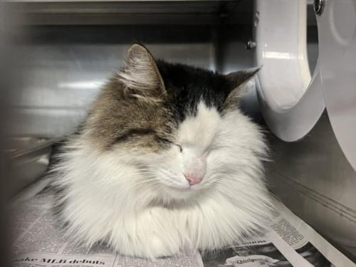 PUCCA - Domestic Long Hair available for adoption