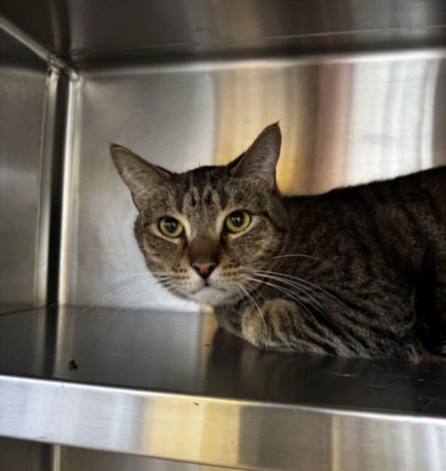 JEREMIAH - Domestic Short Hair available for adoption