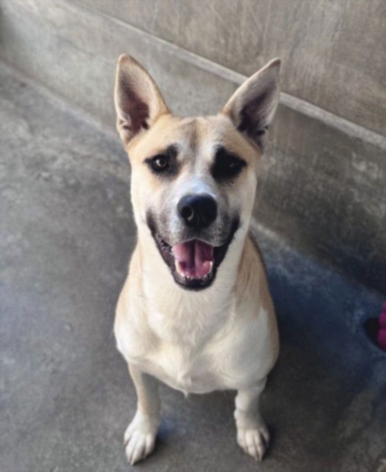 CHADWICK - Jindo (Korean) available for adoption