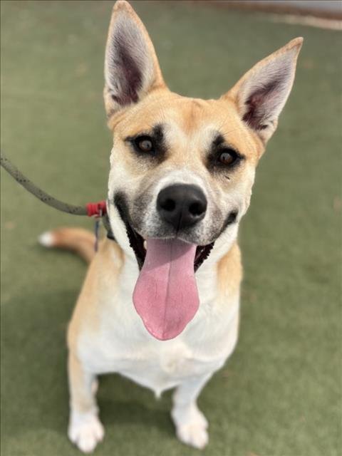 CHADWICK - Jindo (Korean) available for adoption