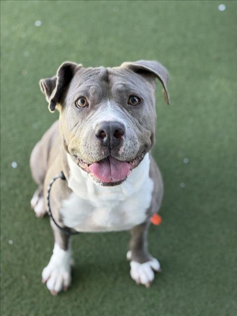 MAMA - Pit Bull Terrier available for adoption