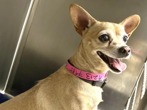 PETITE - Chihuahua available for adoption