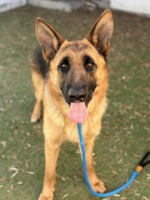 MAX - German Shepherd Dog available for adoption