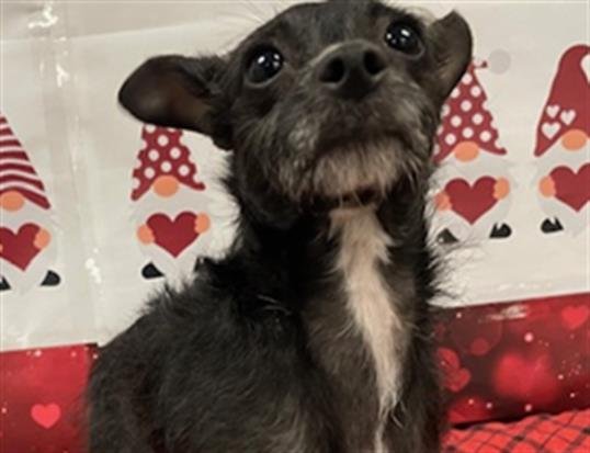 LONDON - Chihuahua available for adoption