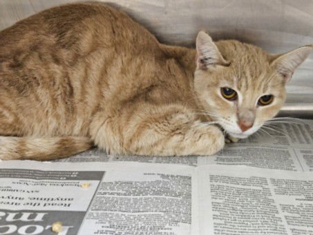 STAR - Domestic Short Hair available for adoption