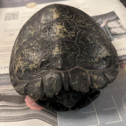 BUSTER - Turtle available for adoption