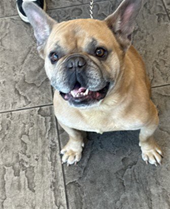 SCHIFO - French Bulldog available for adoption