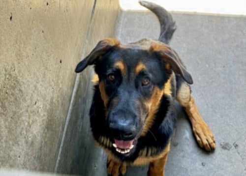 WINSTON - German Shepherd Dog available for adoption