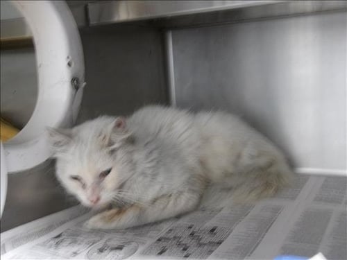 CASPER - Domestic Short Hair available for adoption