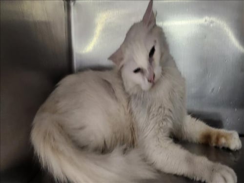 CASPER - Domestic Short Hair available for adoption