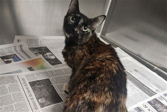 DINGA - Domestic Short Hair available for adoption