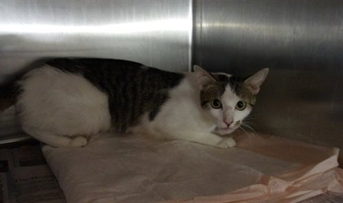 MORTISHIA - Domestic Short Hair available for adoption