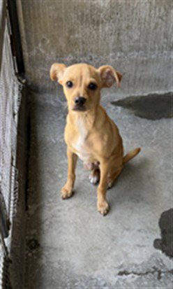CHARLIE - Chihuahua available for adoption
