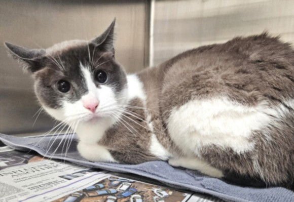 KYO - Domestic Short Hair available for adoption