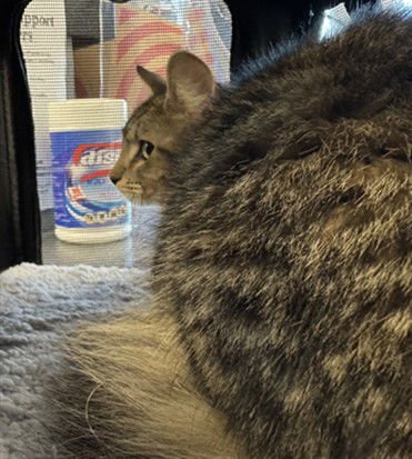 MISSY - Domestic Short Hair available for adoption