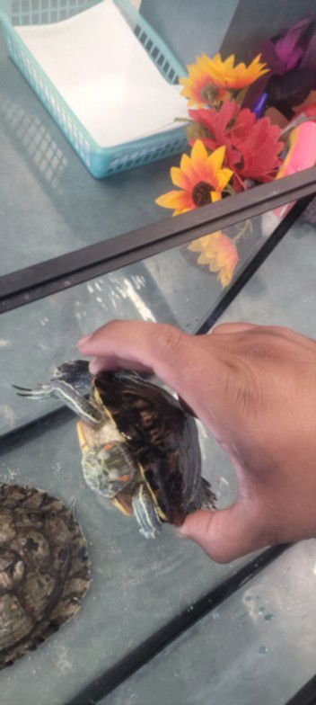 GREEN - Turtle available for adoption