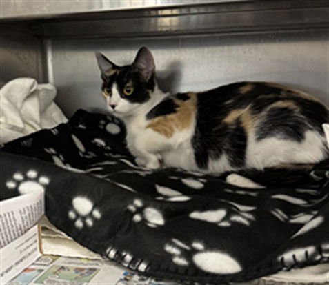 MIMI - Domestic Short Hair available for adoption