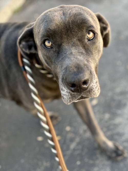 BELLA - Cane Corso Mastiff available for adoption
