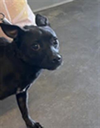 EEYORE - Chihuahua available for adoption