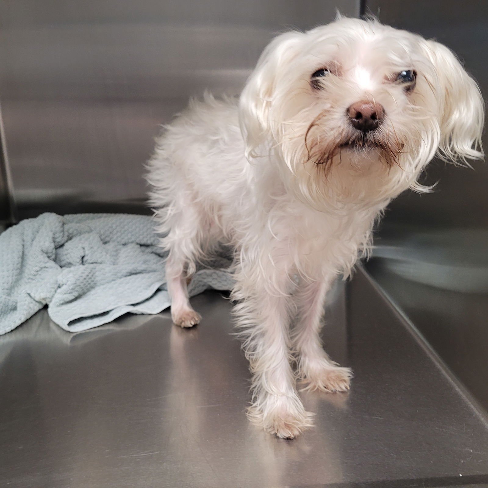 BOBBY - Maltese available for adoption