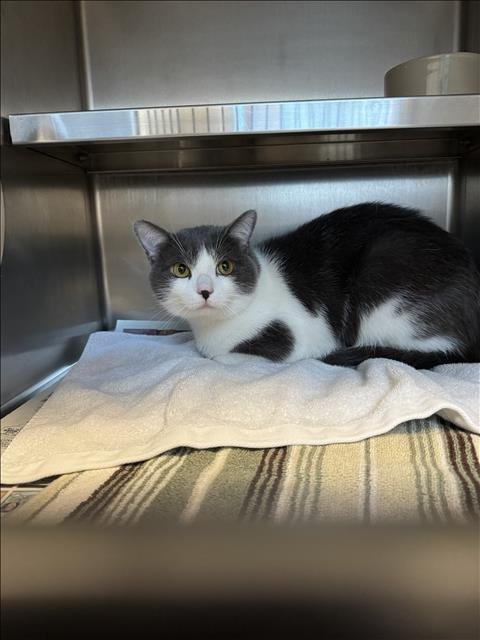 GATO - Domestic Medium Hair available for adoption