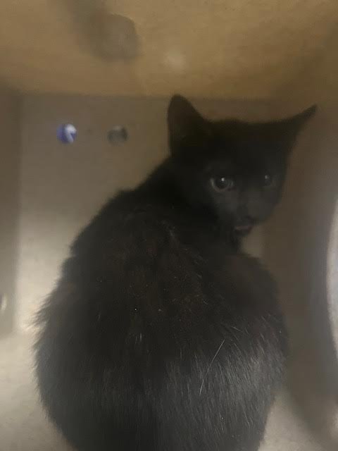 MIDNIGHT - Domestic Short Hair available for adoption