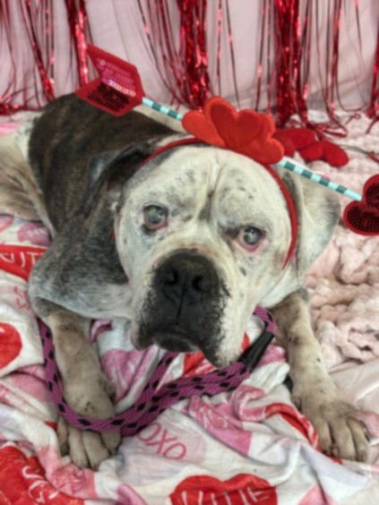 ROSCOE - American Bulldog available for adoption