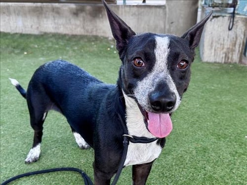 MARVIN - Australian Cattle Dog/Blue Heeler available for adoption