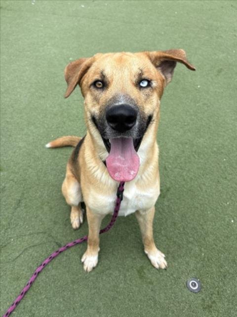 LUCAS - German Shepherd Dog available for adoption