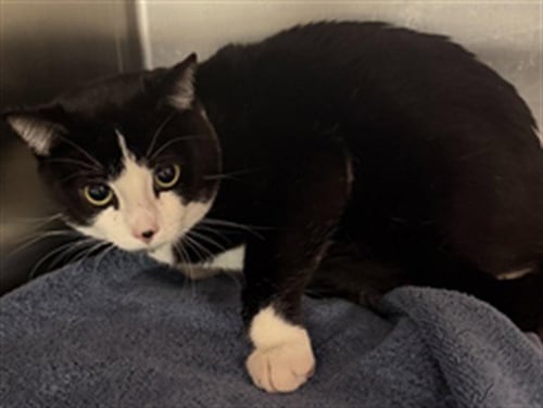 ROCCO - Domestic Short Hair available for adoption