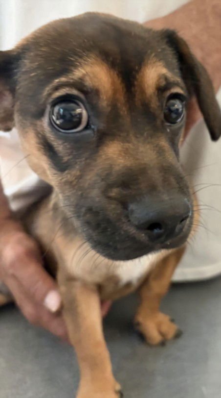 LILO - Chihuahua / Dachshund available for adoption