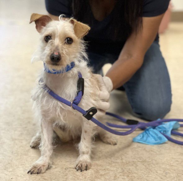 JAGER - Jack Russell Terrier (Parson Russell Terrier) available for adoption