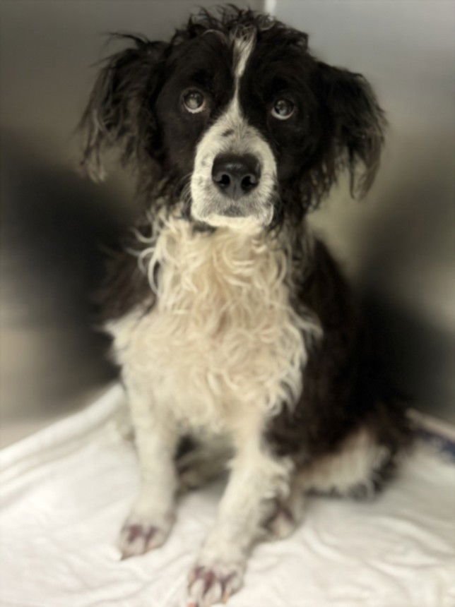 NORI - Cocker Spaniel available for adoption
