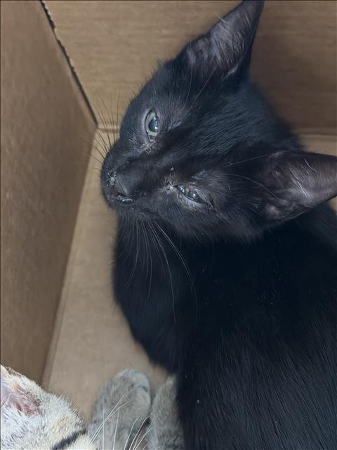 THUNDER - Domestic Short Hair available for adoption