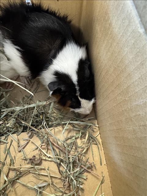 POSEIDON - Guinea Pig available for adoption
