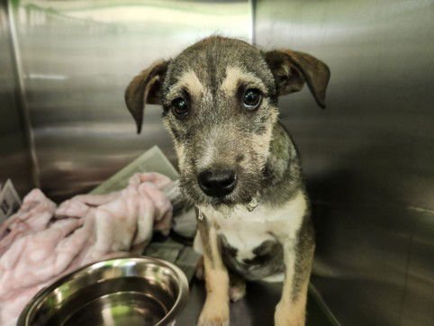 WALNUT - German Shepherd Dog available for adoption