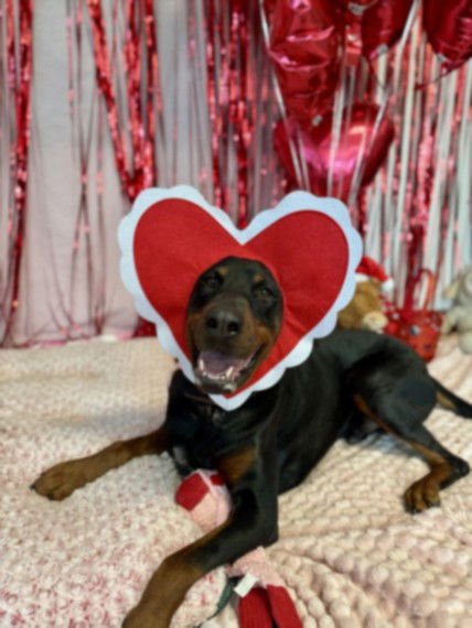 SEVEN - Doberman Pinscher available for adoption